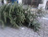 Στον Δήμο Θέρμης ανακυκλώνουν τα χριστουγεννιάτικα δέντρα